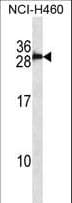 IHC-plus™ Polyclonal Rabbit anti-Human S100B / S100 Beta Antibody (aa28-56, IHC, WB)