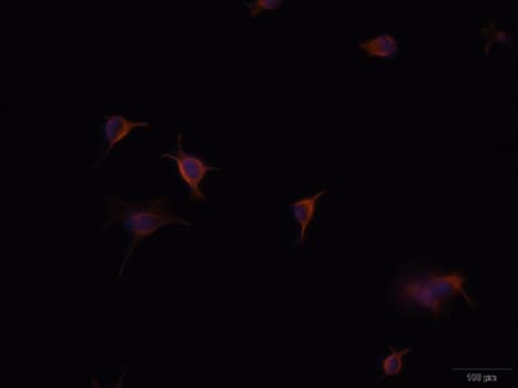 GFAP Antibody