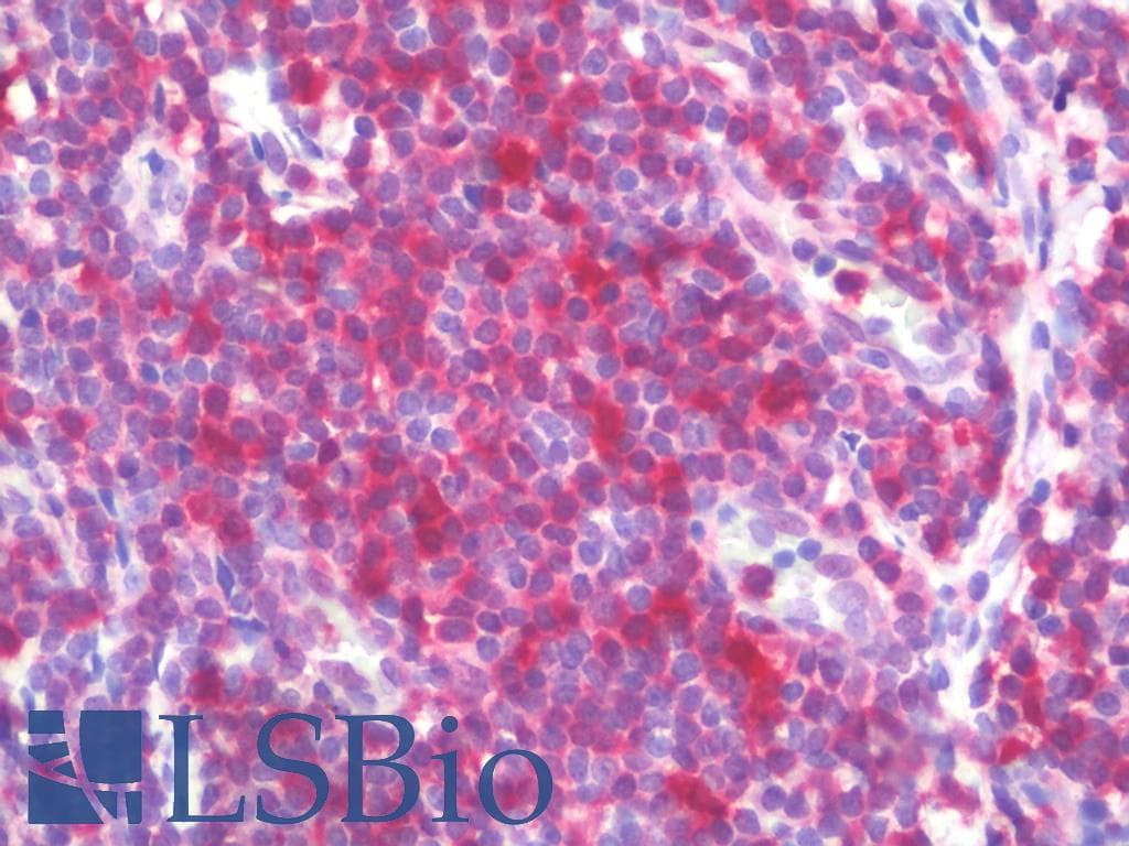IHC-plus™ STAT1 Antibody (aa1-712, clone AT1FA)