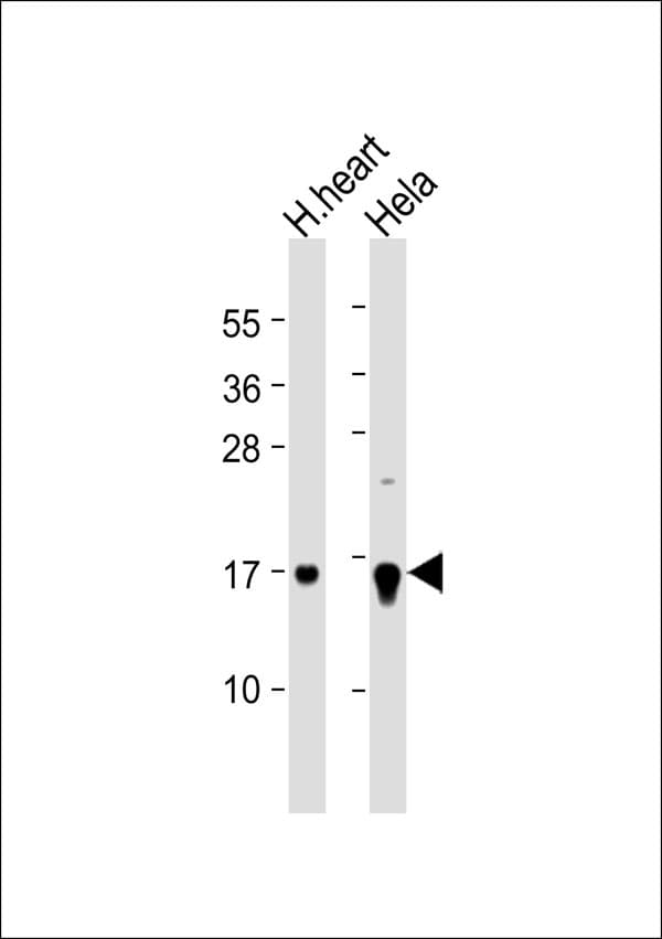 NCBP2 / CBP20 Antibody