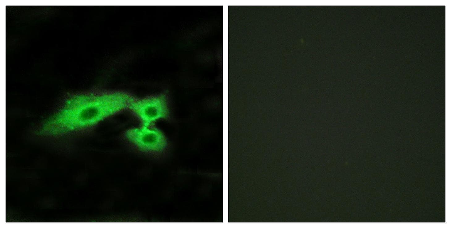 Polyclonal Rabbit anti-Human MAS1L / MRG Antibody (IF)