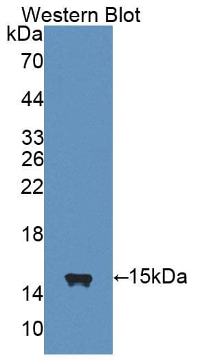 IL4 Antibody (FITC)