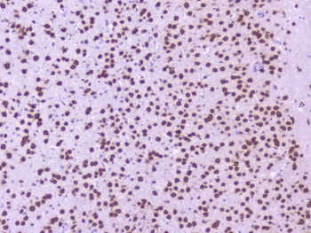 NOVA1 Antibody