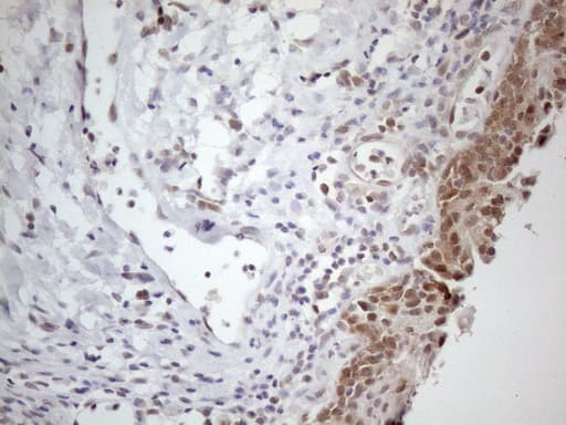 TNFSF5IP1 / CLAST3 Antibody (clone OTI1E8)