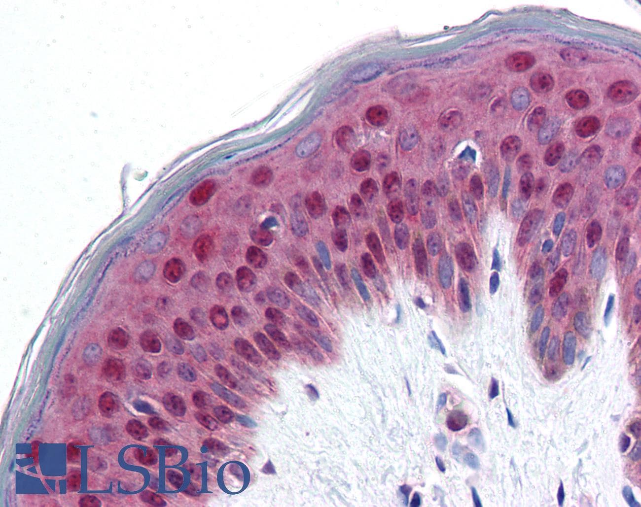 IHC-plus™ Polyclonal Rabbit anti-Human PDCD4 Antibody (IHC, WB)