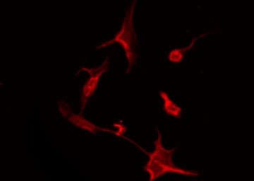 Polyclonal Rabbit anti-Human OR51I2 Antibody (IF, WB)