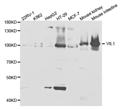 IHC-plus™ VIL1 / Villin Antibody