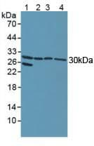 NOTCH2NL Antibody (aa1-236)