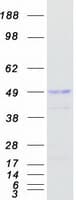 Human RUNDC3A Protein (Recombinant Myc-DDK (Flag))