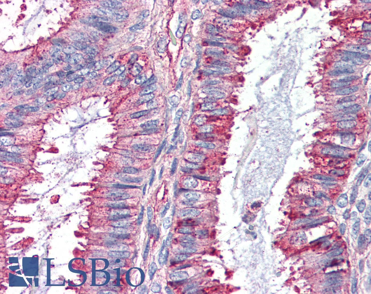 IHC-plus™ GPR27 Antibody (Internal)