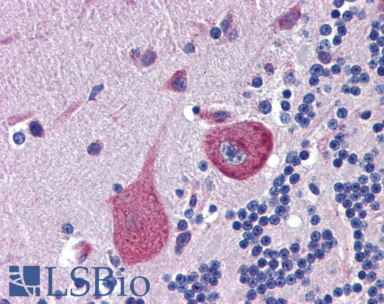 CBLN4 / Cerebellin 4 Antibody (aa125-174)