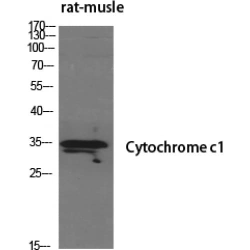 CYC1 / Cytochrome C-1 Antibody (110-190 aa, Internal)
