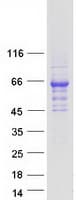 Human GPS1 / CSN1 Protein (Recombinant Myc-DDK (Flag))
