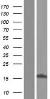 CBY1 / PGEA1 Protein (Over-Expression Lysate Myc-DDK (Flag))