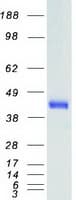 Human SSTR2 Protein (Recombinant Myc-DDK (Flag))