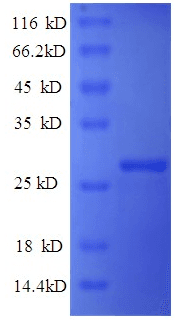 Human RELN / Reelin Protein (Recombinant His)