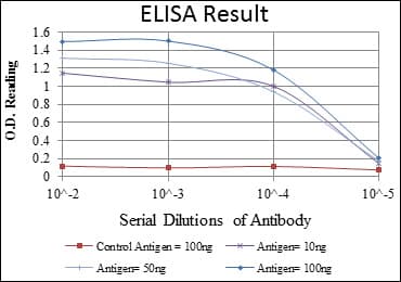 GYS1 / Glycogen Synthase Antibody (clone 3A7)