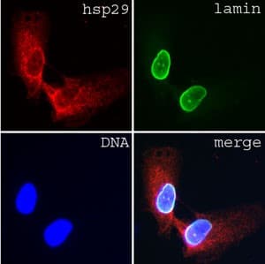 Monoclonal Mouse anti-Human LMNA / Lamin A+C Antibody (clone JoL3, IF, WB)