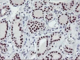 ANKRD53 Antibody (clone OTI2A8)