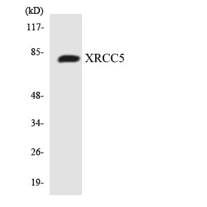 XRCC5 / Ku80 Antibody (aa413-462)