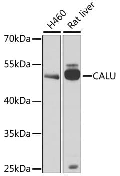 CALU / Calumenin Antibody