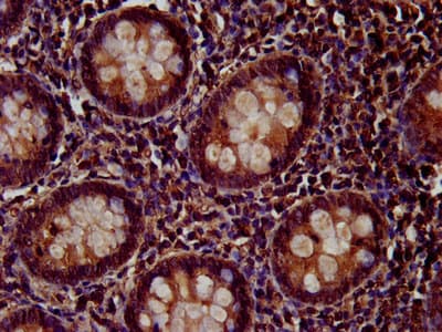 PTP4A2 / PRL-2 Antibody