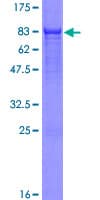 Human CDADC1 Protein (Recombinant GST)