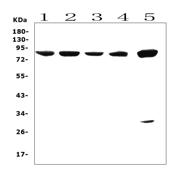 Polyclonal Rabbit anti-Human SMURF2 Antibody (aa317-351, WB)