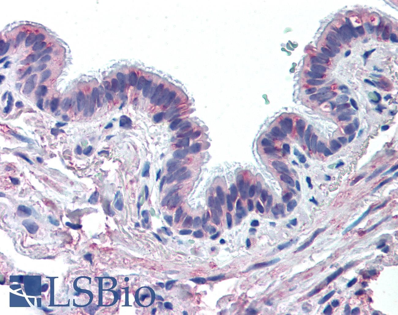 IHC-plus™ MUC13 Antibody (Extracellular Domain)