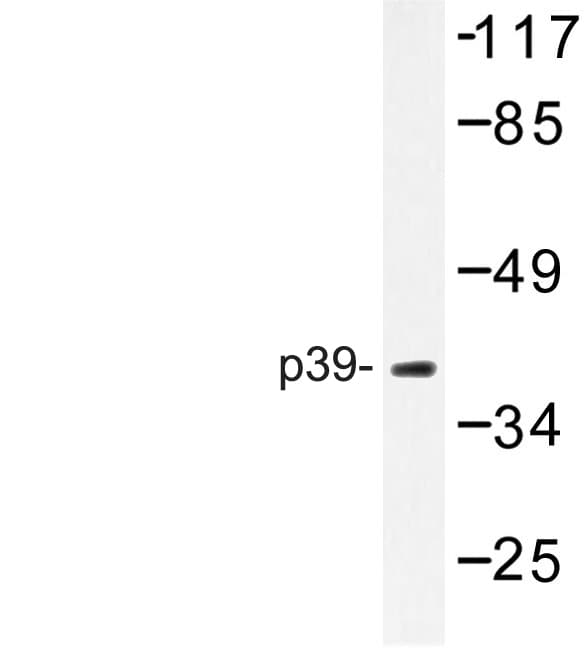 CDK5R2 Antibody (Asn100)