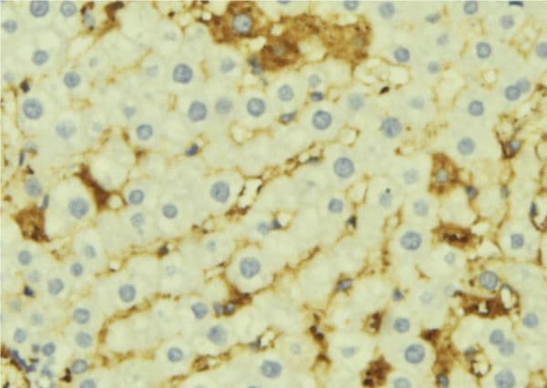 AMBP Antibody