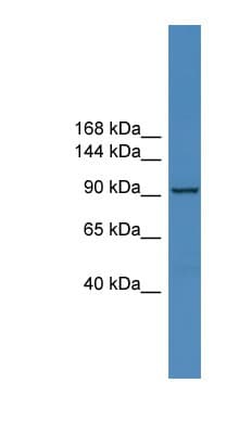 ZNF574 Antibody (aa151-200)