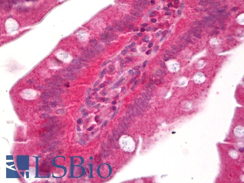 IHC-plus™ PTGER3 / EP3 Antibody