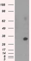 NIT2 Antibody (clone OTI2B9, Carrier-free)