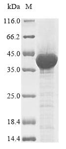 Human ENOX2 Protein (Recombinant)