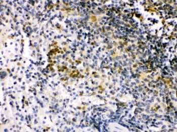 IRF5 Antibody