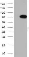 MTMR14 Antibody (clone OTI6B6)