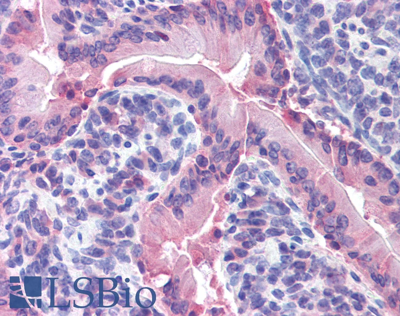 IHC-plus™ IDO1 / IDO Antibody (aa129-141)