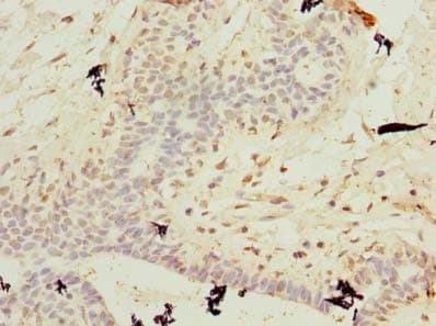 C10orf62 Antibody