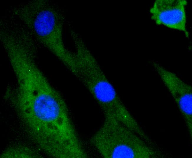 MAPK14 / p38 Antibody