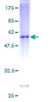 Human DIRAS3 / ARHI Protein (Recombinant GST)