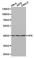 IHC-plus™ HFE Antibody
