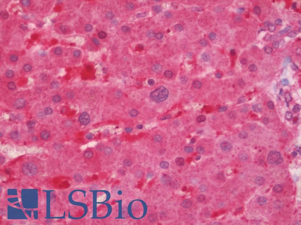 IHC-plus™ Polyclonal Rabbit anti-Human C14orf2 Antibody (IHC, WB)
