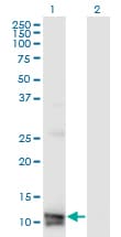 MLN / Motilin Antibody (clone 4E12)