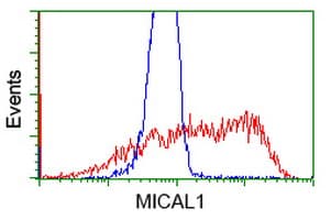 MICAL1 / MICAL Antibody (clone OTI4B1, Carrier-free)