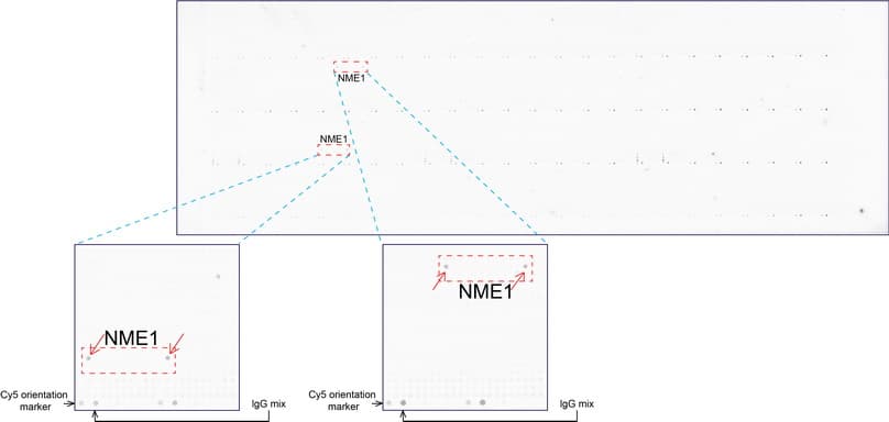 Monoclonal Mouse anti-Human NME1 / NM23 Antibody (clone UMAB94, Carrier-free, IHC, IF, WB)
