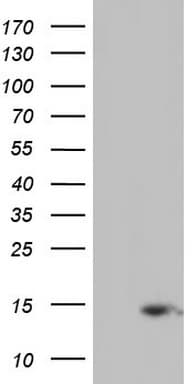 UBA52 Antibody (aa77-128, clone OTI7A8)
