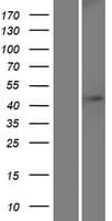 DCAF4L1 Protein (Over-Expression Lysate Myc-DDK (Flag))