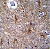 PRR16 Antibody (aa182-210)
