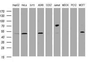 CD4 Antibody (clone OTI2A7)